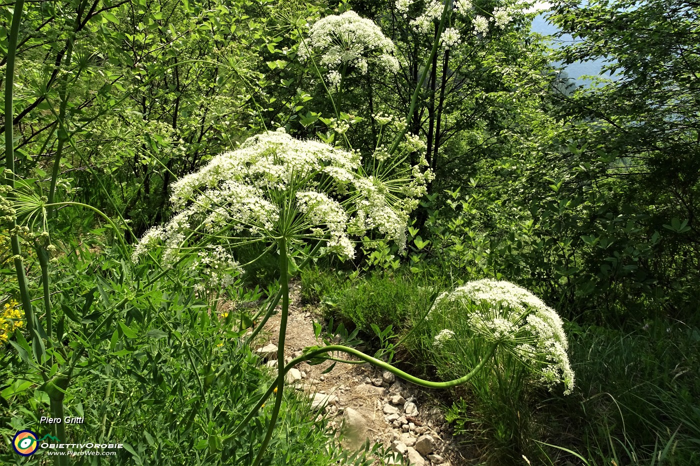 78 Ombrellifere giganti.JPG